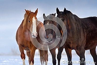 Horses portrait in winter Stock Photo