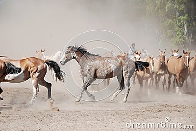 Horses of a ranch with gauchos in Buenos Aires Stock Photo