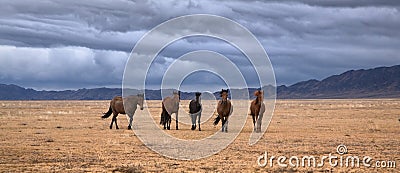 Horses roaming land Stock Photo