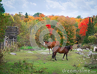 Horses in Rocky field Autumn Stock Photo