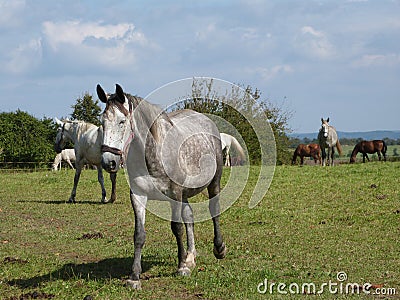 Horses Stock Photo