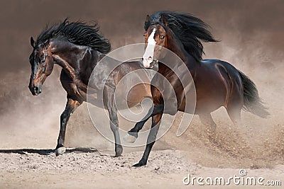 Horses run in dust Stock Photo