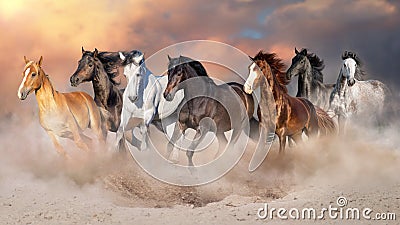 Horses run free Stock Photo