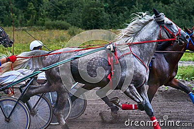 Horses run at high speed along the track of the racetrack. Competitions - horse racing Stock Photo