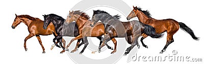 Horses run isolated Stock Photo