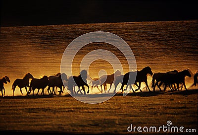 Horses Running Stock Photo