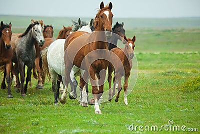 Horses Running Stock Photo