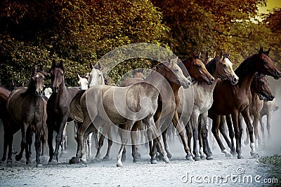 horses running along a country road Stock Photo