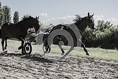 Horses running gallop Editorial Stock Photo