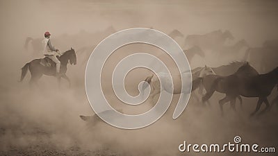 Horses running and kicking up dust. Yilki horses in Kayseri Turkey are wild horses with no owners Editorial Stock Photo