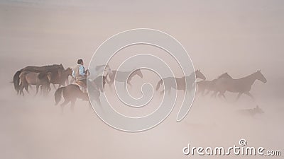 Horses running and kicking up dust. Yilki horses in Kayseri Turkey are wild horses with no owners Editorial Stock Photo