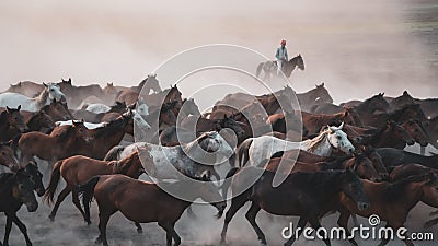 Horses running and kicking up dust. Yilki horses in Kayseri Turkey are wild horses with no owners Editorial Stock Photo