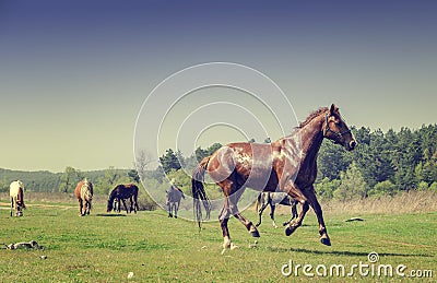 Horses running on meadow Stock Photo