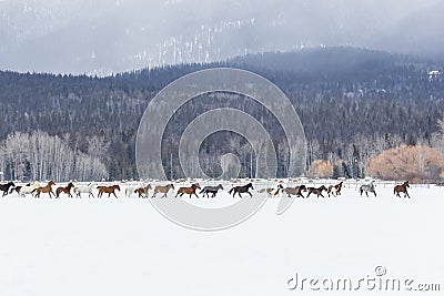 Horses Running In The Snow Stock Photo