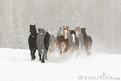 Horses Running In The Snow Editorial Stock Photo