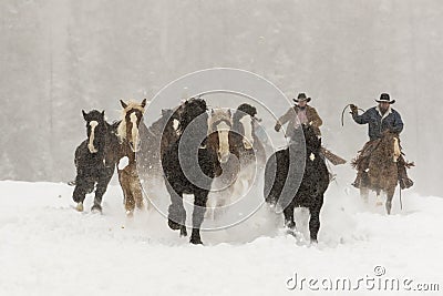 Horses Running In The Snow Editorial Stock Photo
