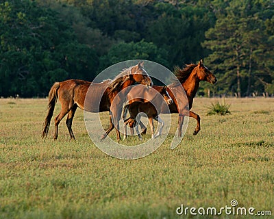 Horses Running Stock Photo