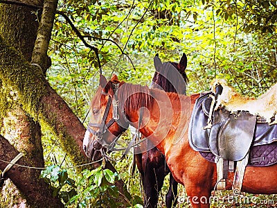 Horses with saddles stand under a deciduous tree with a trunk overgrown with moss Stock Photo