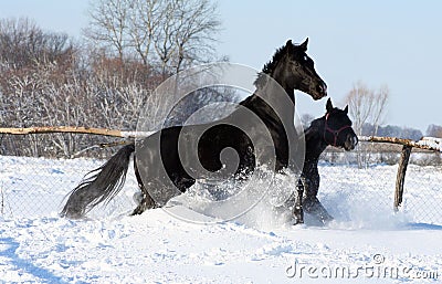 Horses in the snow Stock Photo