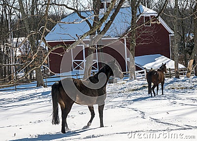 2017-02-10 Horses & Snow Stock Photo