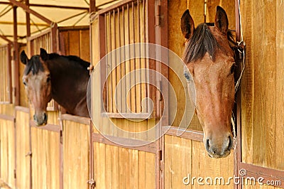 Horses in the stable Stock Photo