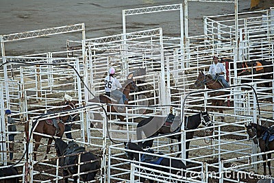 Horses in stalls, Calgary Stampede Editorial Stock Photo