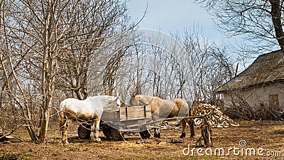 Horses stand and eat from a cart, wooden dray in a backyard, vintage spring countryside landscape, retro rural house Stock Photo