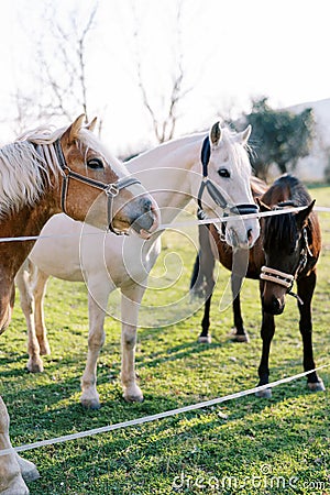 Horses stand on a green pasture peeking out from behind a rope fence Stock Photo