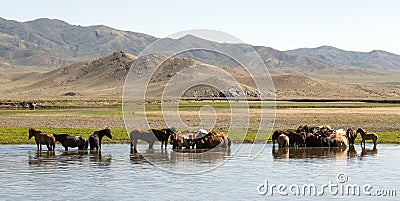 Horses Stand in a River Stock Photo