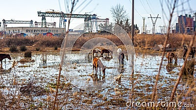 Horses stand in a swamp near the container terminal Stock Photo