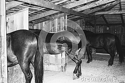 Horses stand in a wooden paddock, rear view black and white photo Stock Photo