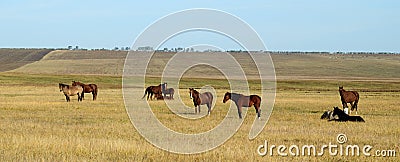 Horses at steppe Stock Photo