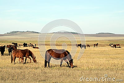 Horses at steppe Stock Photo