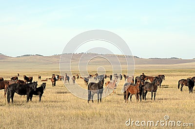 Horses at steppe Stock Photo