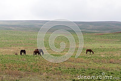 Horses in the steppe Stock Photo