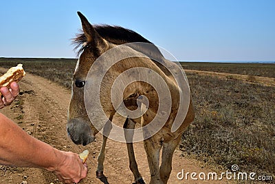 Horses in the steppe Stock Photo