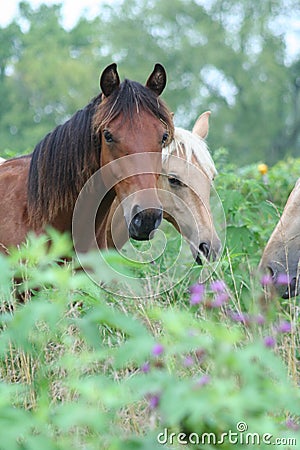 Horses stood in countryside Stock Photo