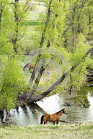 Horses by stream Stock Photo