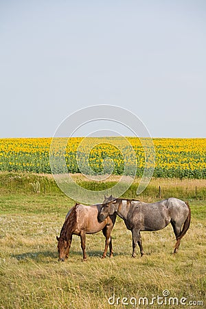 Horses By Sunflowers Stock Photo