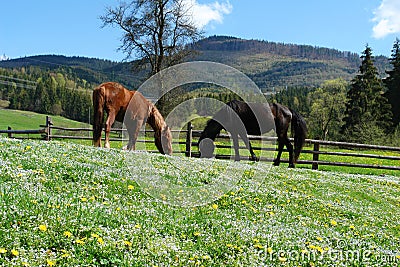 Horses in the sunshine Stock Photo