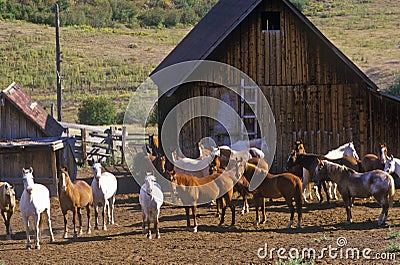 Horses at T Lazy Ranch, Aspen, CO, Maroon Bells Stock Photo