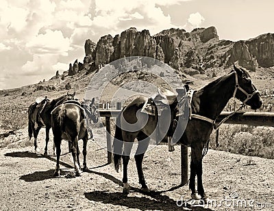 Horses on ther ranch Stock Photo