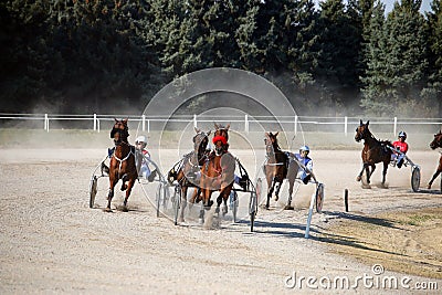 Horses trotter breed in harness racing Editorial Stock Photo