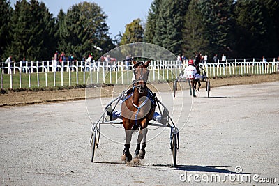 Horses trotter breed in motion harness racing Editorial Stock Photo