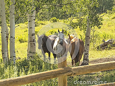 Horses under aspen Stock Photo