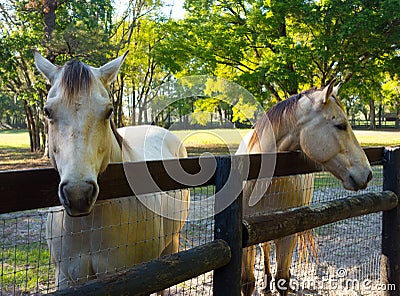 Training ponies in a paddock at a training facility in florida Stock Photo