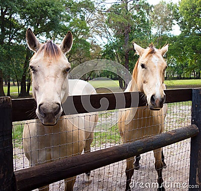 Two blonde horses in a paddock Stock Photo