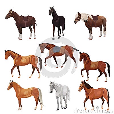 Horses in various poses Vector Illustration