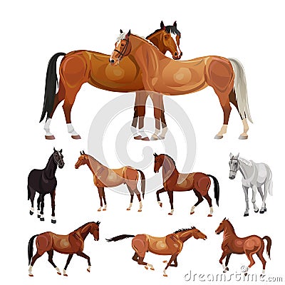 Horses in various poses Vector Illustration