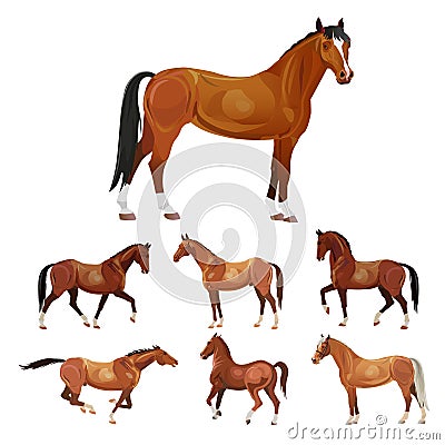 Horses in various poses Vector Illustration